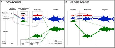 Large Pelagic Fish Are Most Sensitive to Climate Change Despite Pelagification of Ocean Food Webs